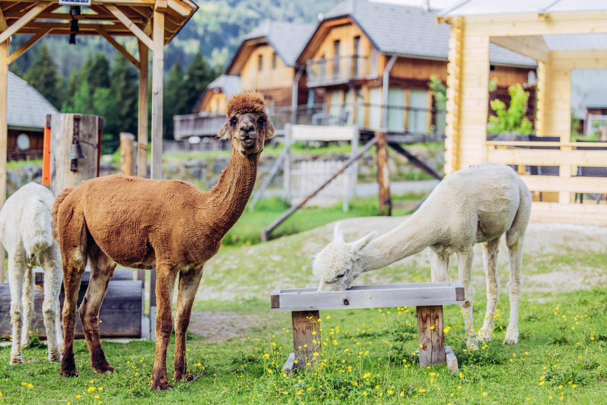 Alpenchalet Alpakablick Sankt Lorenzen ob Murau Exterior foto
